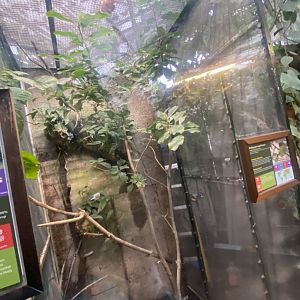 Philippine leaf insect exhibit 050924
