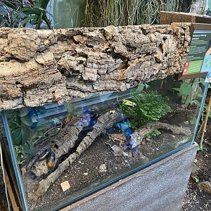 Madagascar hissing cockroach exhibit 050924