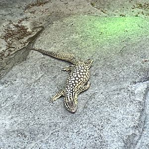 Desert: Spiny-tailed Monitor