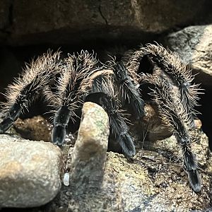 Desert: Tarantula