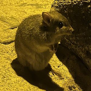 Desert: Brush-tailed Bettong
