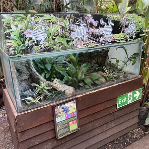 Blue poison dart frog exhibit 050924