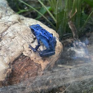 Blue poison dart frog 050924