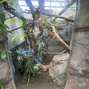 Common green iguana exhibit 050924