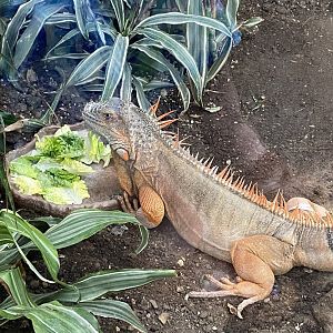 Common green iguana 050924