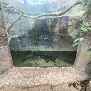 Aquatic exhibit with Green iguana 050924