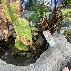 Red-eared slider exhibit 050924