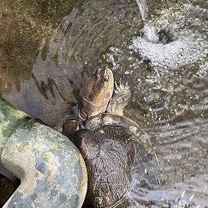 Red-eared slider 050924