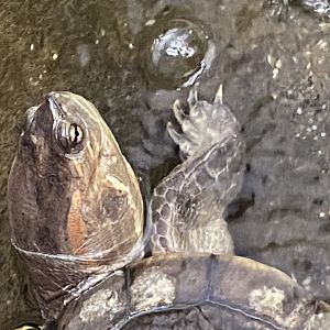 Red-eared slider 050924