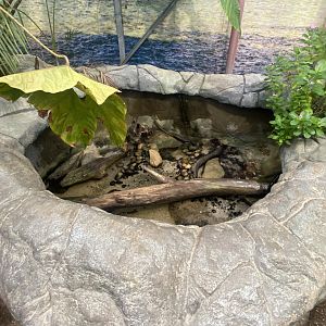 Atlantic mudskipper exhibit 050924