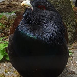 Black-bellied western capercaillie (Tetrao urogallus crassirostris) male
