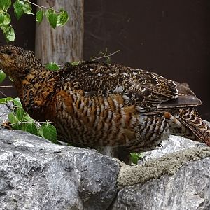 Black-bellied western capercaillie (Tetrao urogallus crassirostris) female
