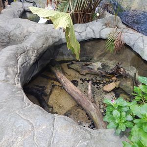 Atlantic mudskipper exhibit 050924