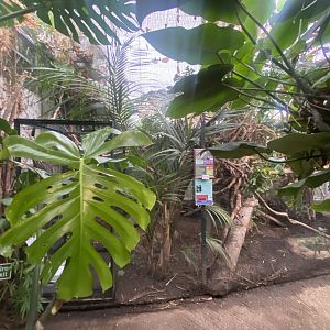Fischer’s turaco exhibit 050924