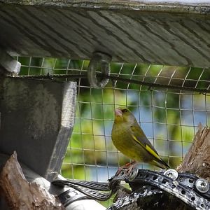 European greenfinch (Chloris chloris)