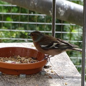 Common chaffinch (Fringilla coelebs coelebs)