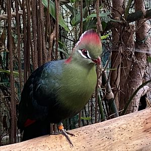 Fischer’s turaco 050924