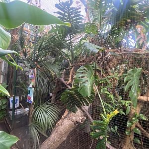 Fischer’s turaco exhibit 050924