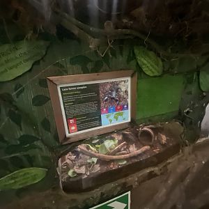 Laos forest scorpion exhibit 050924