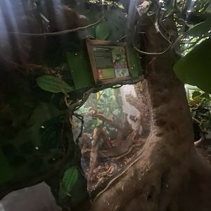 Twin-spotted assassin bug exhibit 050924