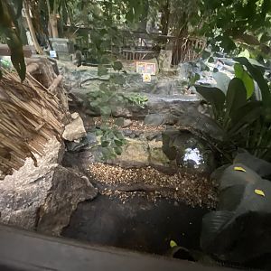 Home’s hingeback tortoise exhibit 050924