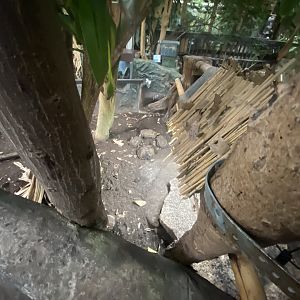 Home’s hingeback tortoise exhibit 050924