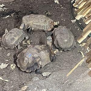 Home’s hingeback tortoises 050924