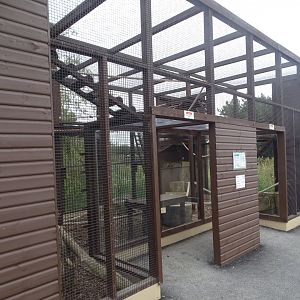 Ring-tailed Coati exhibit, 3rd September 2024