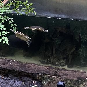 Geoffroy’s side-necked turtles 050924
