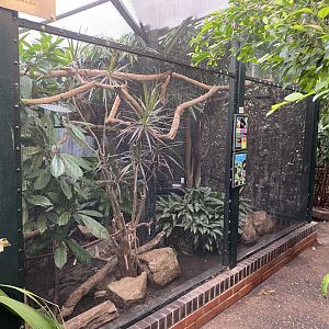 Channel-billed toucan exhibit 050924