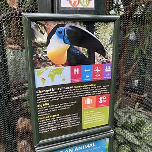 Channel-billed toucan signage 050924
