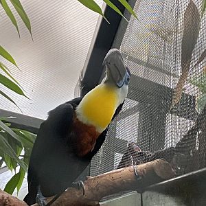 Channel-billed toucan 050924