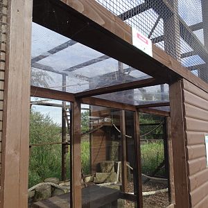 Closer look at Ring-tailed Coati exhibit, 3rd September 2024