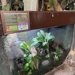 Bird-eating tarantula exhibit 050924