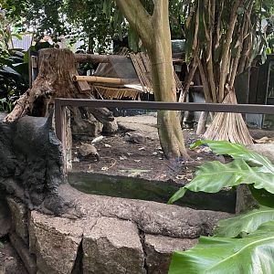 Home’s hingeback tortoise exhibit 050924