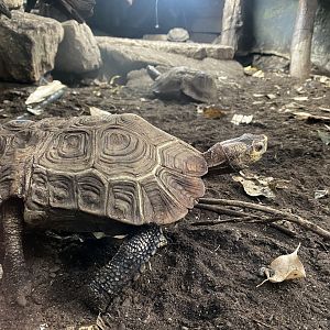 Home’s hingeback tortoise 050924