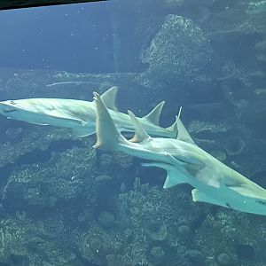 Green/longcomb sawfish (Pristis zijsron) in the Shipwreck