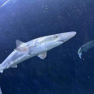 School/tope shark (Galeorhinus galeus) in the Under the Bay tunnel