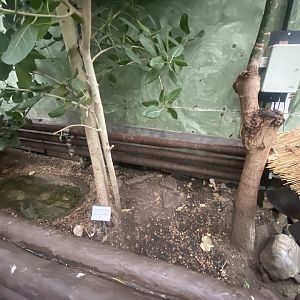 Red-footed tortoise exhibit 050924