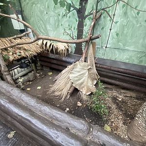 Home’s hingeback tortoise exhibit no.2 050924