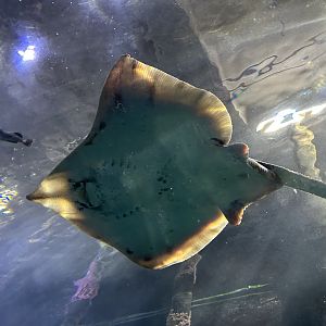 Big skate (Beringraja binoculata) swimming actively