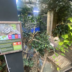 Northwestern carpet python exhibit 050924