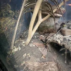 Northwestern carpet python exhibit 050924