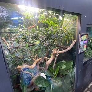 Emerald tree boa exhibit 050924