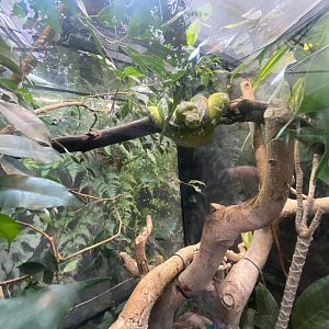 Emerald tree boa exhibit 050924
