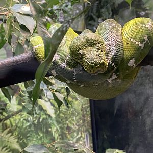 Emerald tree boa 050924