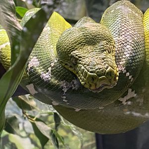 Emerald tree boa 050924