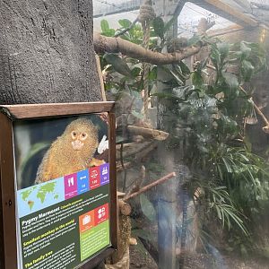 Pygmy marmoset exhibit 050924