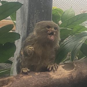 Pygmy marmoset 050924