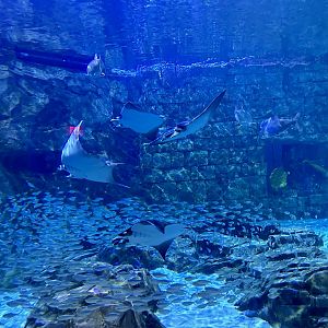 Lesser devil rays (Mobula hypostoma) sailing through the Manta Aquarium